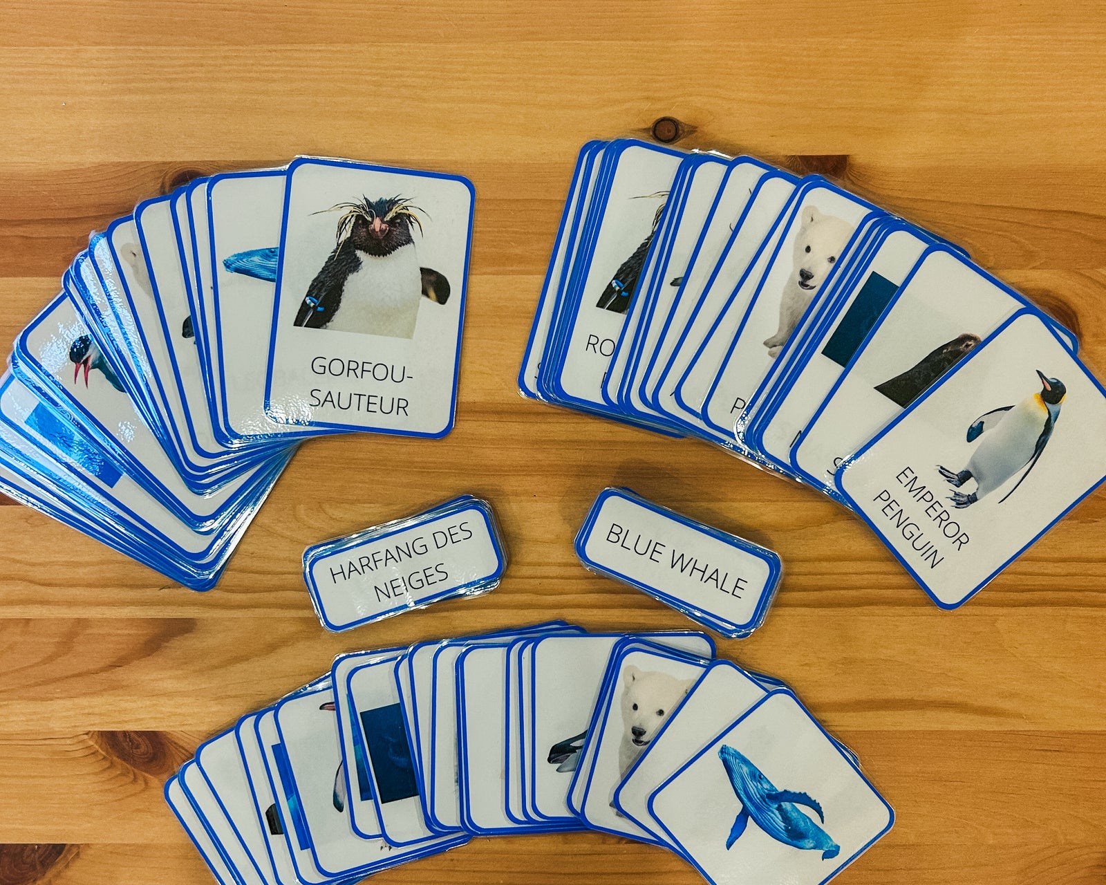 Cartes de nomenclature Animaux polaires