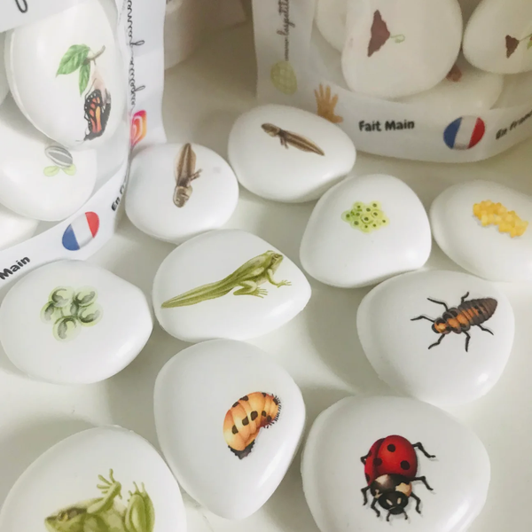 Les petites graines de génie - Le cycle de vie La Grenouille et La Coccinelle