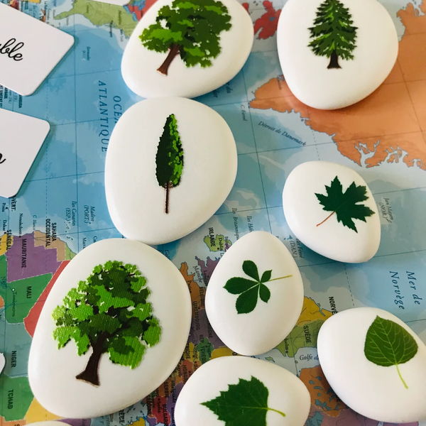Les petites graines de génie - Les arbres et leurs feuilles