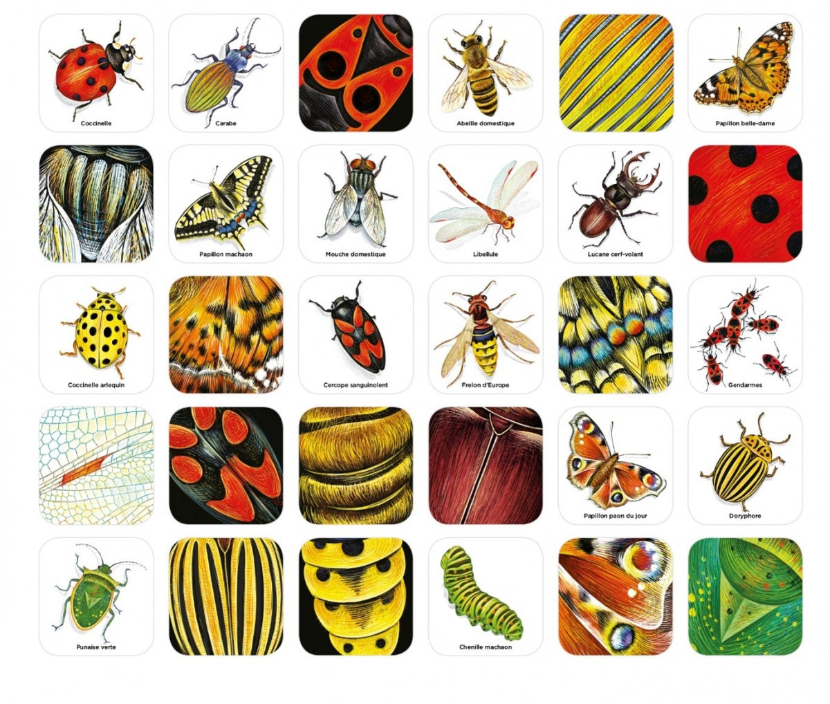 Nathan - Mémo des Insectes